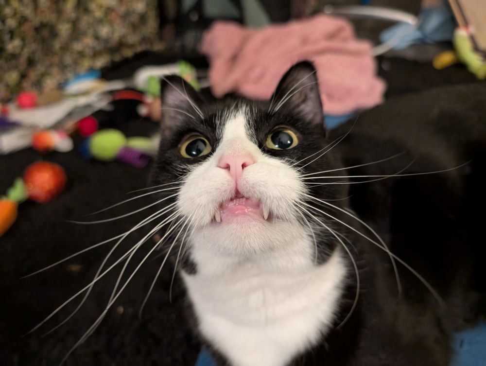 Dave the tuxedo cat looking up at the camera with a very goofy expression. Part of his lip is stuck on his teeth, revealing many of his teeth in a non-threatening way. His eyes are dilated suggesting that he's feeling either playful or happy, and his whiskers look very long and full. 