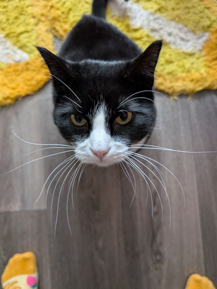 Dave the tuxedo cat sitting on the floor and looking up at the camera with a serious expression. His whiskers look very large and full in the photo. 