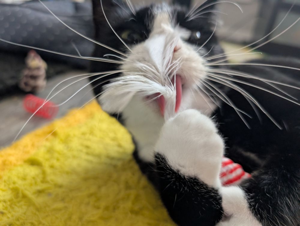 Closeup photo of Dave the tuxedo cat. He is holding a cat toy with a feather-y bit on its end, and is enthusiastically licking it. His tongue can be seen behind the feather, sticking out. 
Dave's whiskers also seem to be sticking out more than usual. 