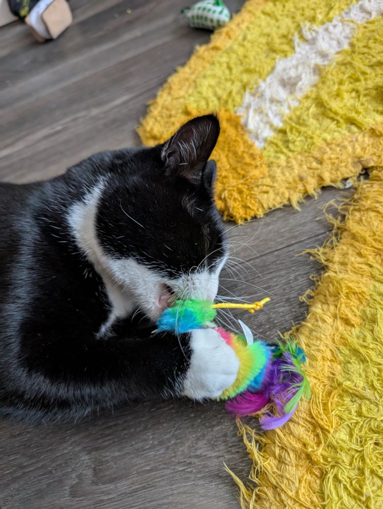 Dave the tuxedo cat lying on his side on the floor. He is holding a colorful cat toy between his front paws, and excitedly biting it. 
