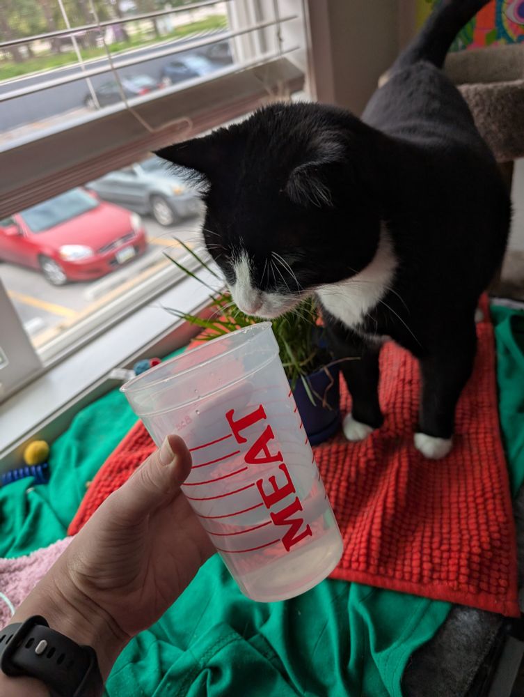 Dave the tuxedo cat standing next to a window, on a few blankets spread over a flat surface. He is curiously sniffing a plastic cup held in front of him, that reads MEAT, and has nothing else except for  few lines, presumably for measurements. W