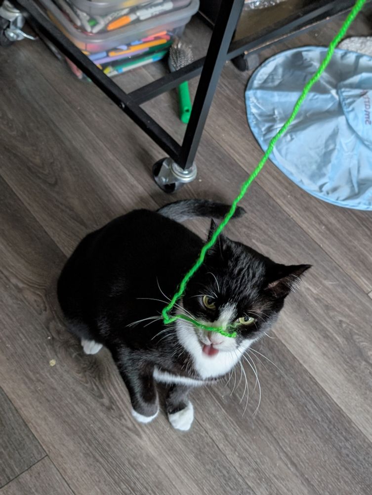Dave the tuxedo cat sitting on the floor. In front/above him dangles a long piece of bright green yarn. He seems to be watching it excitedly, and one paw is slightly raised as if he's preparing to swipe at it. 

Dave's tongue is sticking out, making him look very cute and silly. 