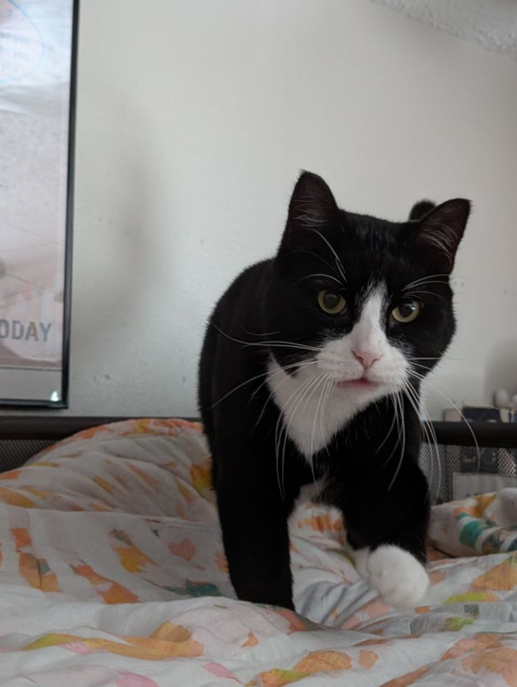 Photo of Dave the tuxedo cat on a bed, approaching the camera. One paw is up as he takes a step, and his mouth is open in mid-meow. He has a fairly serious expression, but his body language suggests he was happy at the moment the photo was taken. 