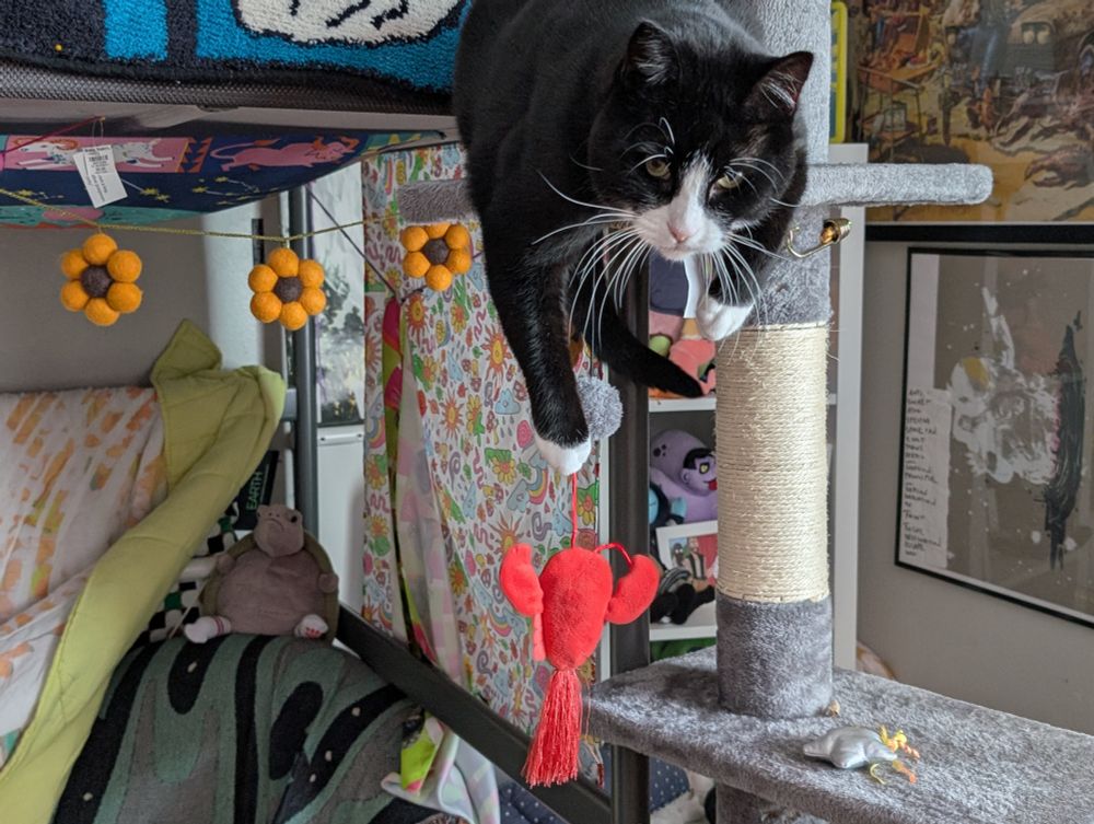 Dave the tuxedo cat sitting on the middle tier of a very tall cat tree. He is hanging off of it in a playful way, with his two front legs dangling. On one paw a lobster shaped cat toy hangs, suspended by a single string caught in one of Dave's claws. 