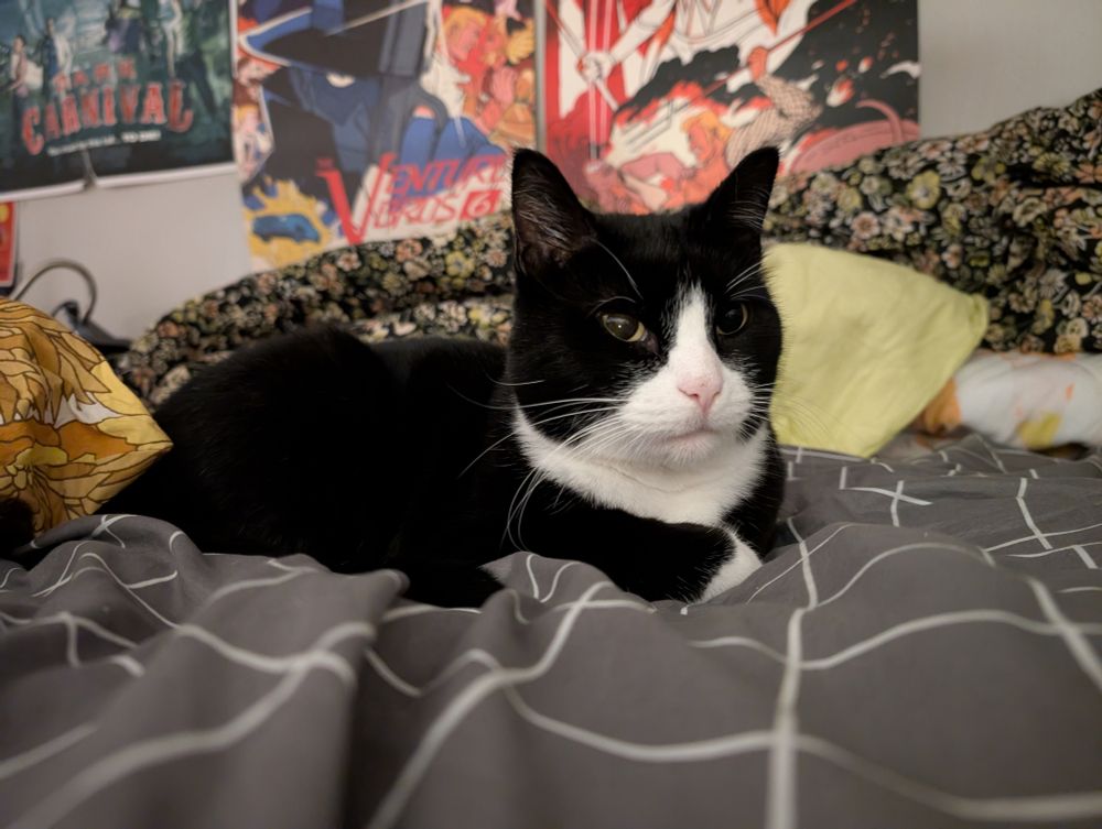 Dave the tuxedo sitting comfortably on a bed, in what some call a "loaf" pose. He is glancing at the camera, but not looking directly at it. 
His expression seems serious, but he was just sleepy when the photo was taken. 