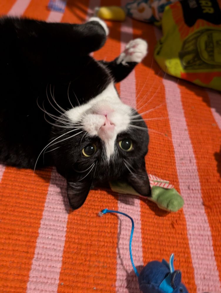 Dave the tuxedo cat lying on his side, and looking backwards at the camera. His eyes are dilated, making him look excited or happy. (And very cute) A few various cat toys are scattered around him. 