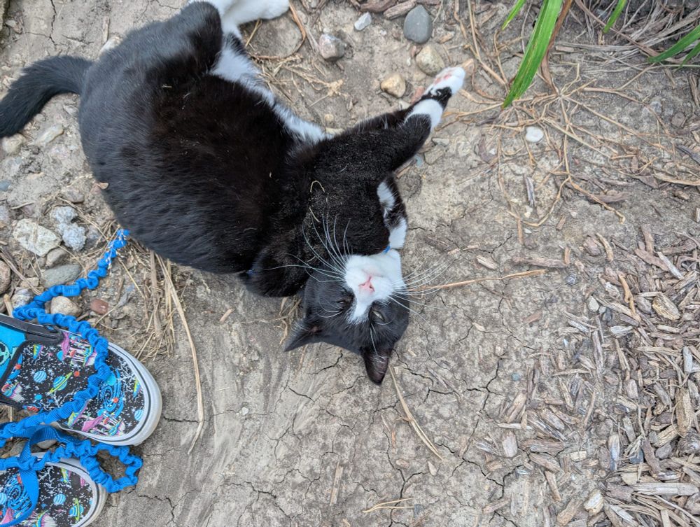 Dave the tuxedo cat laying down on his side, in a patch of dirt. His eyes are closed and his fur is dirtied with bits of leaves and dirt. 
