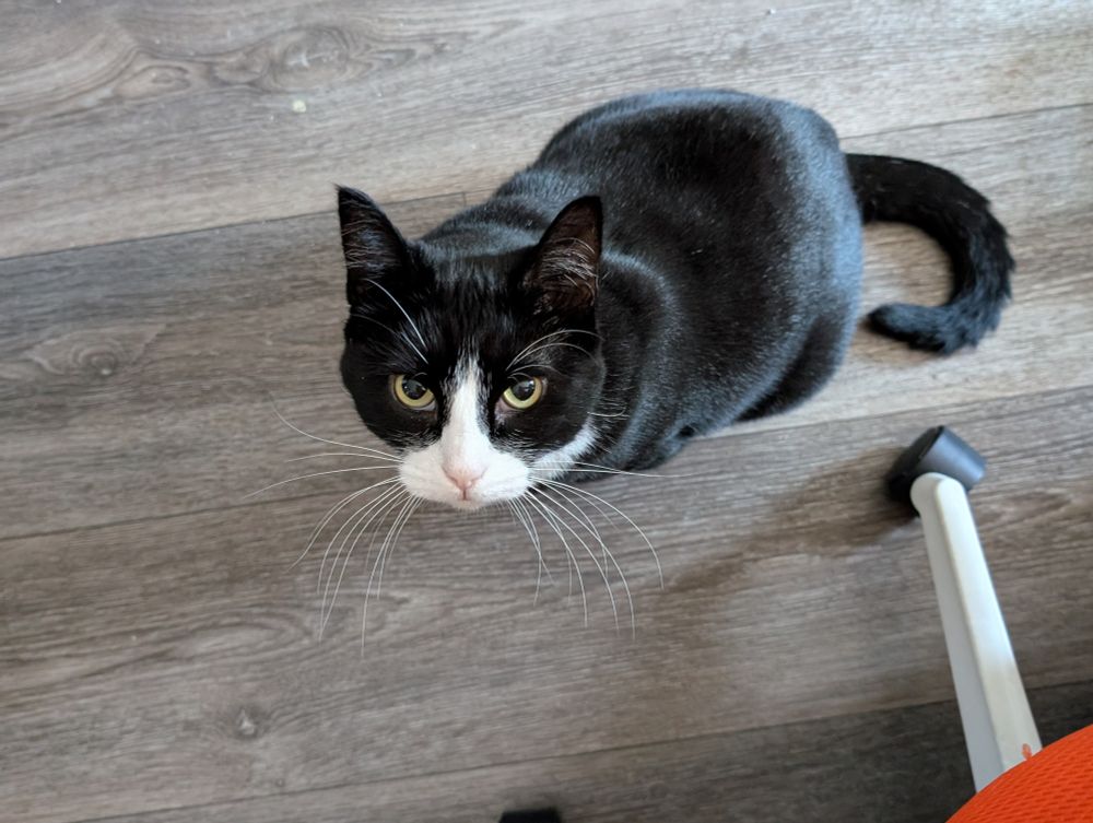 Dave the tuxedo cat sitting on a floor. He is looking straight up at the camera, and seems to have an innocent look on his face, or maybe like he's trying to look extra cute because he wants something. 