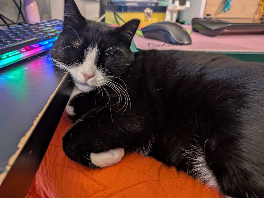 Dave the tuxedo cat asleep on my lap, with his head resting on the edge of my desk. He looks happy and comfortable, despite his odd choice of sleeping position. 