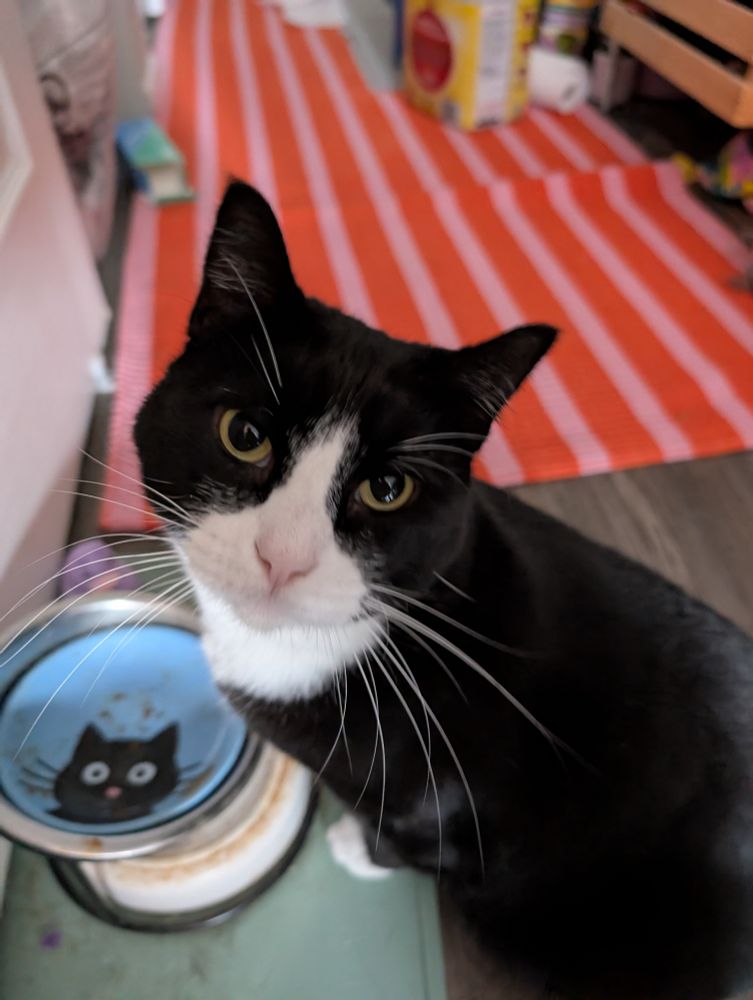 Dave the tuxedo cat sitting in front of an empty food bowl. His head is turned towards the camera, and he seems to have an expectant look on his face.