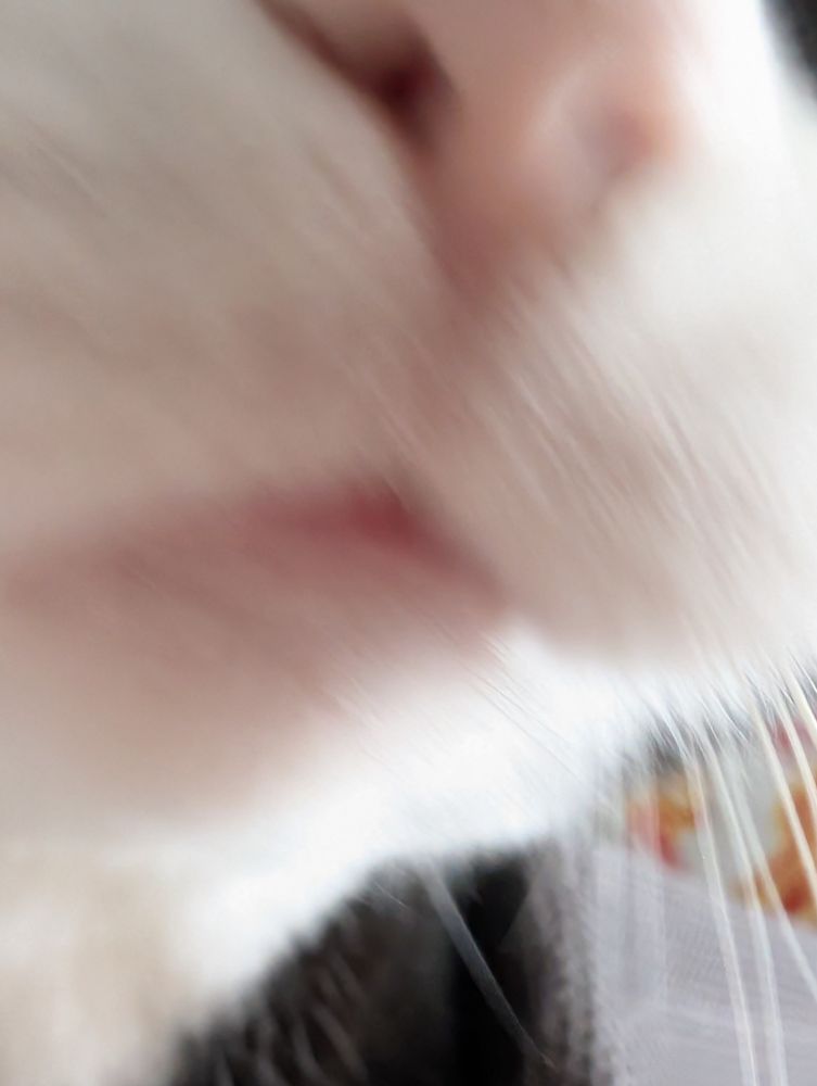 An extreme close-up photo of Dave the tuxedo cat. Only his nose and chin are in the photo, and he is out of focus and slightly blurry from moving so quickly. 