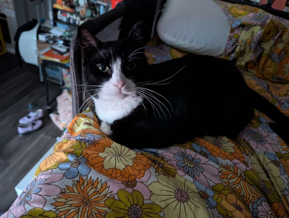 Dave the tuxedo cat sitting comfortably on an elevated bed. He is looking directly at the camera and seems happy and comfortable.  

The soft lighting suggests this photo was taken in the morning. 