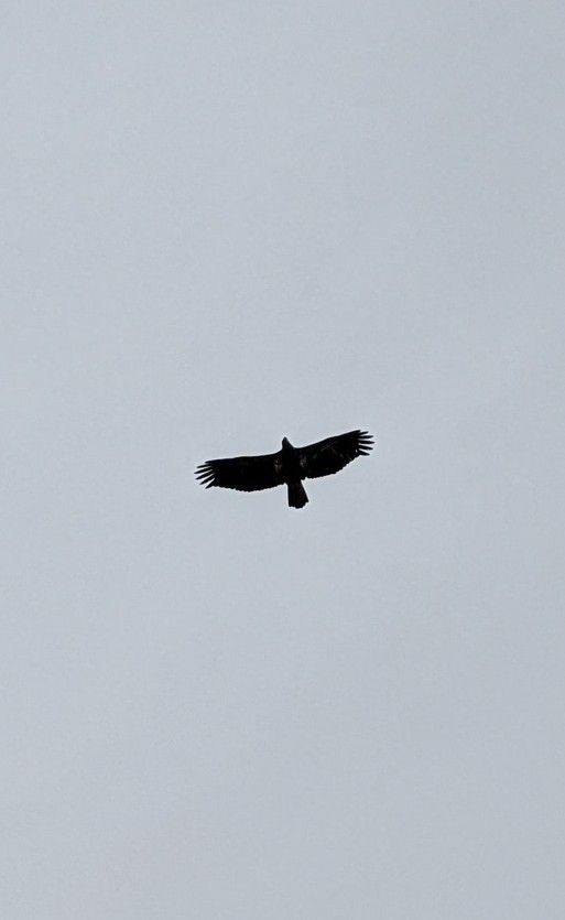 You can see the mottled feathers. They can take 5 years to get the white head and tail