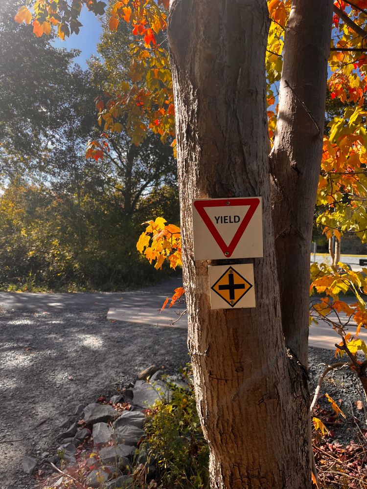 A small yield sign attached to a tree where two trails meet 