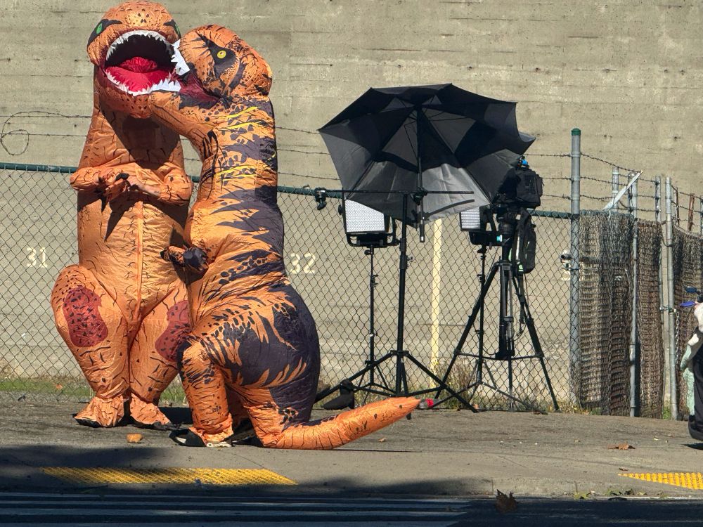 Two blow-up dinosaurs appear to talk to each other