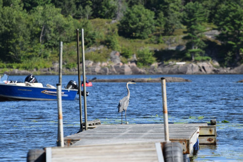 A photograph of a Blue Heron sitting on a dock. Photo by me.