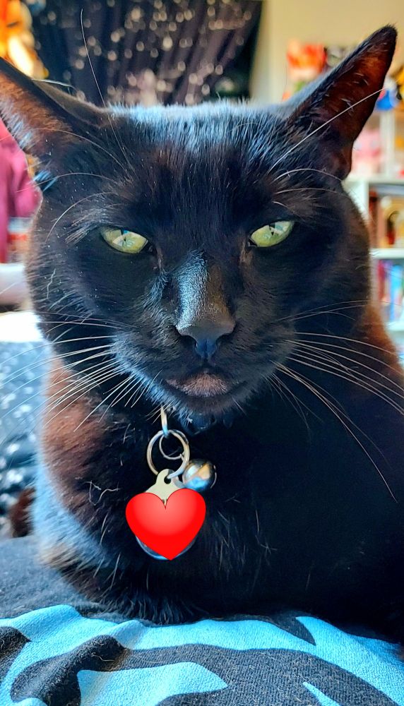 A photo of my cat being a perfect baby boy 🥰 