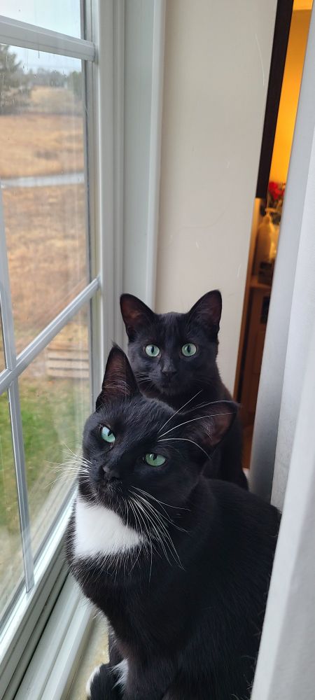 Two kittens sitting on a windowsill. One is a black and white tuxedo and the other is fully black. Both have bright green eyes.