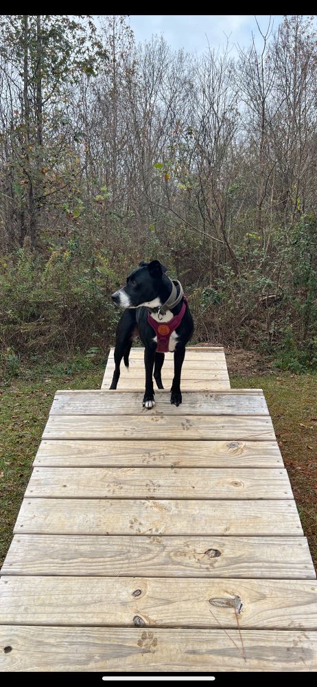 Annie, a dog, standing on a wooden platform looking off to the side