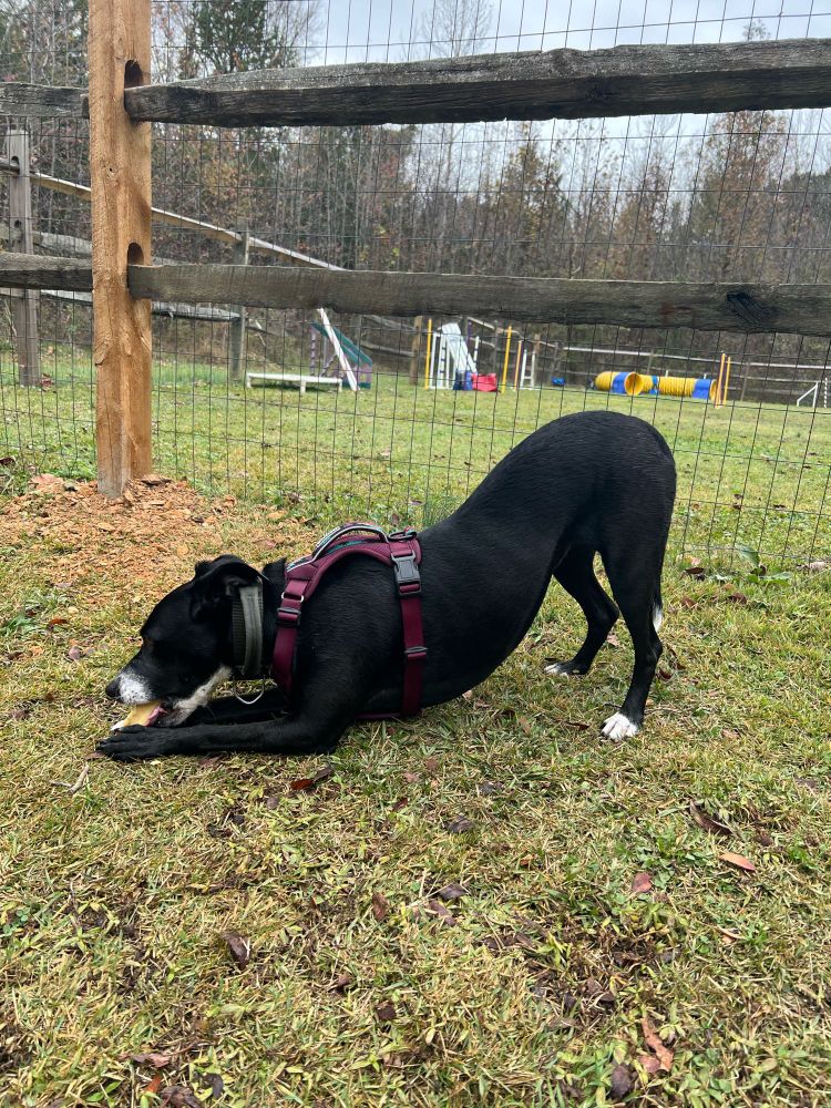 Annie eating a yak chew with her butt in the air like a goofball 