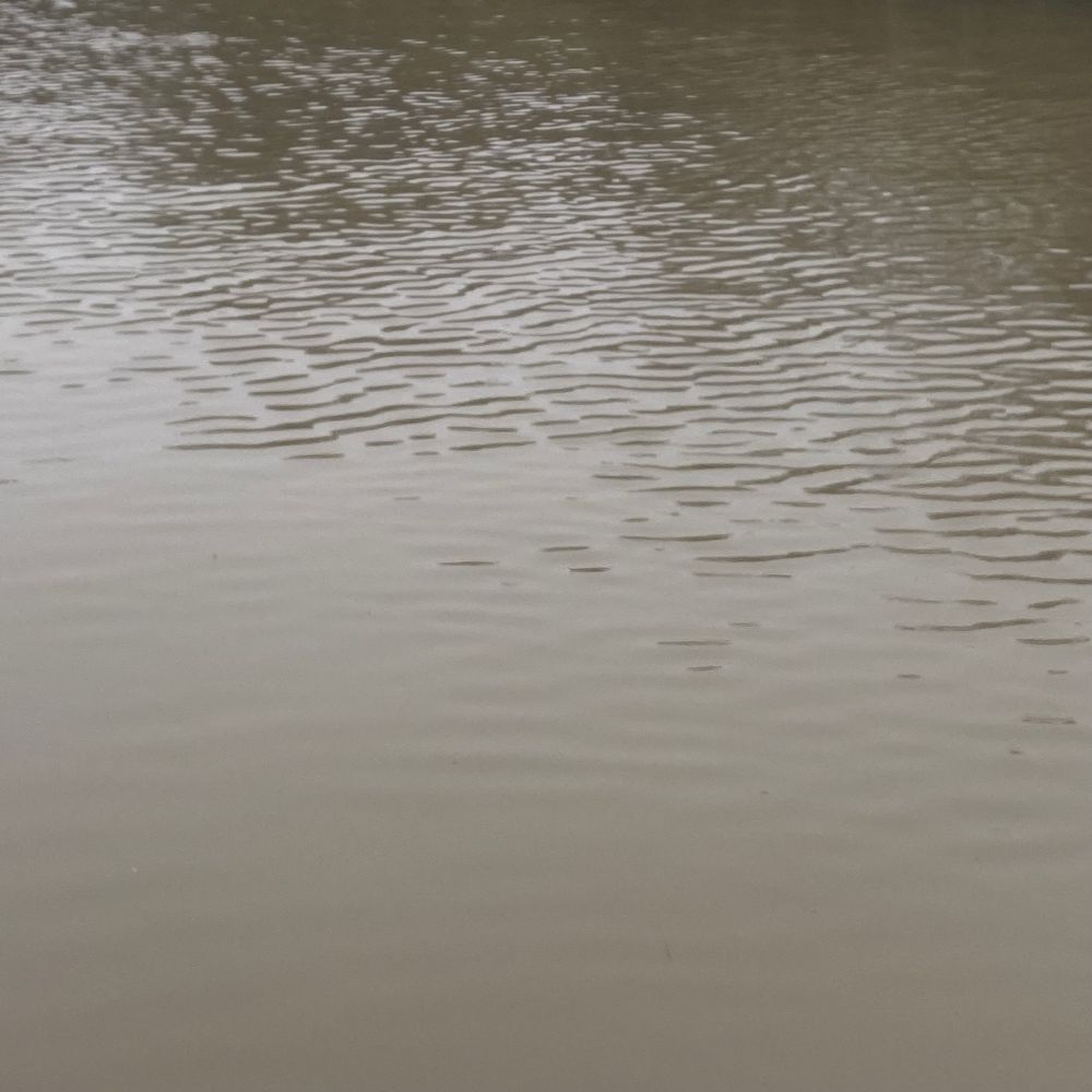 Murky brown and green water water will ripples 