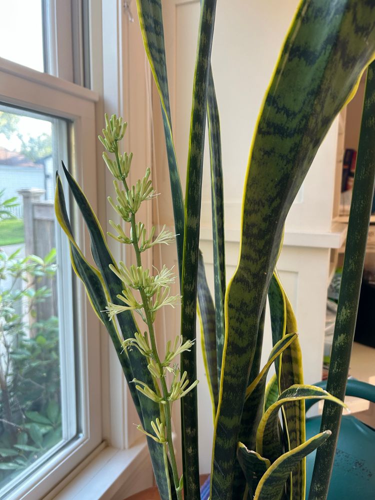 Houseplant with flower