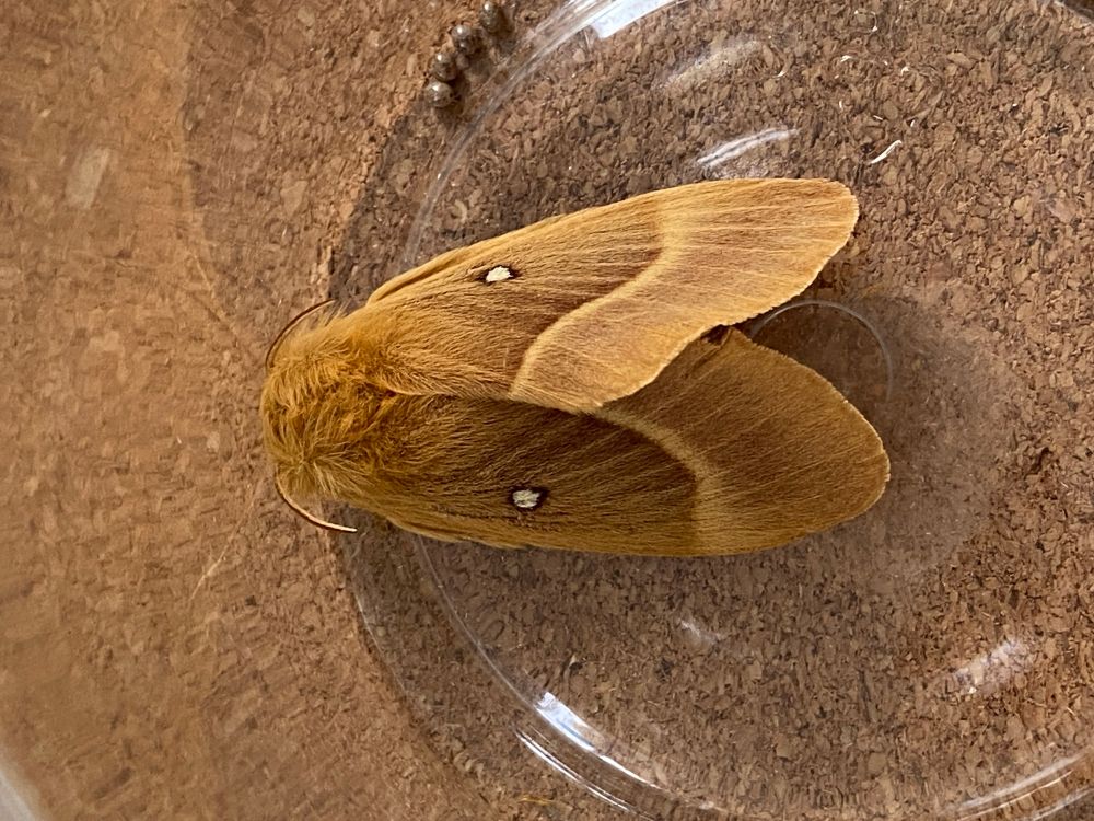 Oak Egger