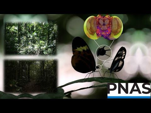 Butterflies that look alike, see alike (PNAS paper 2025)