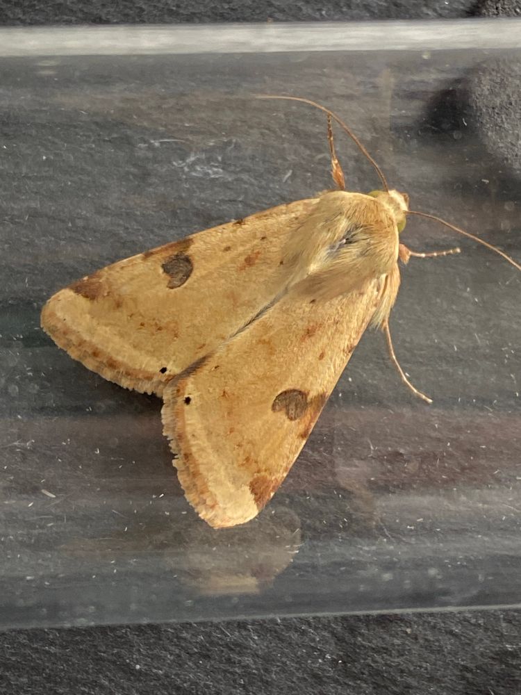 Bordered Straw