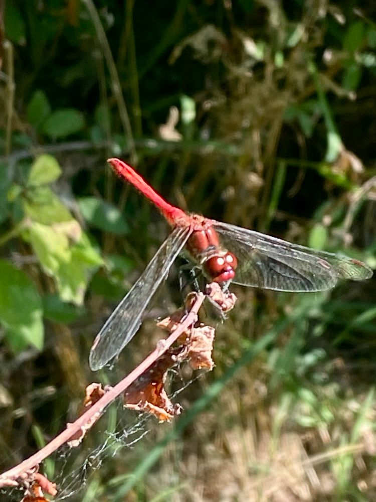 Male Ruddy Darter