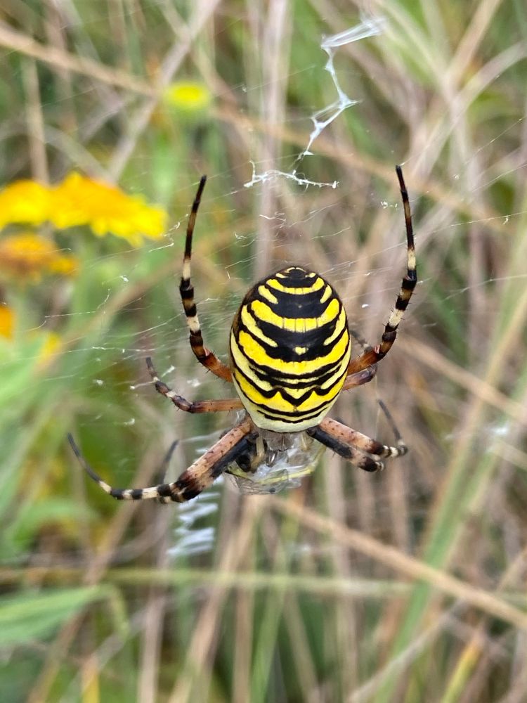 Wasp Spider