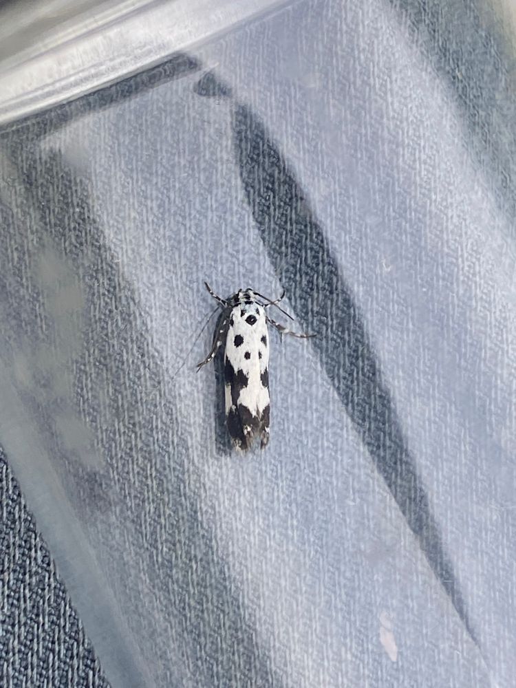 Ethmia Quadrillella 
