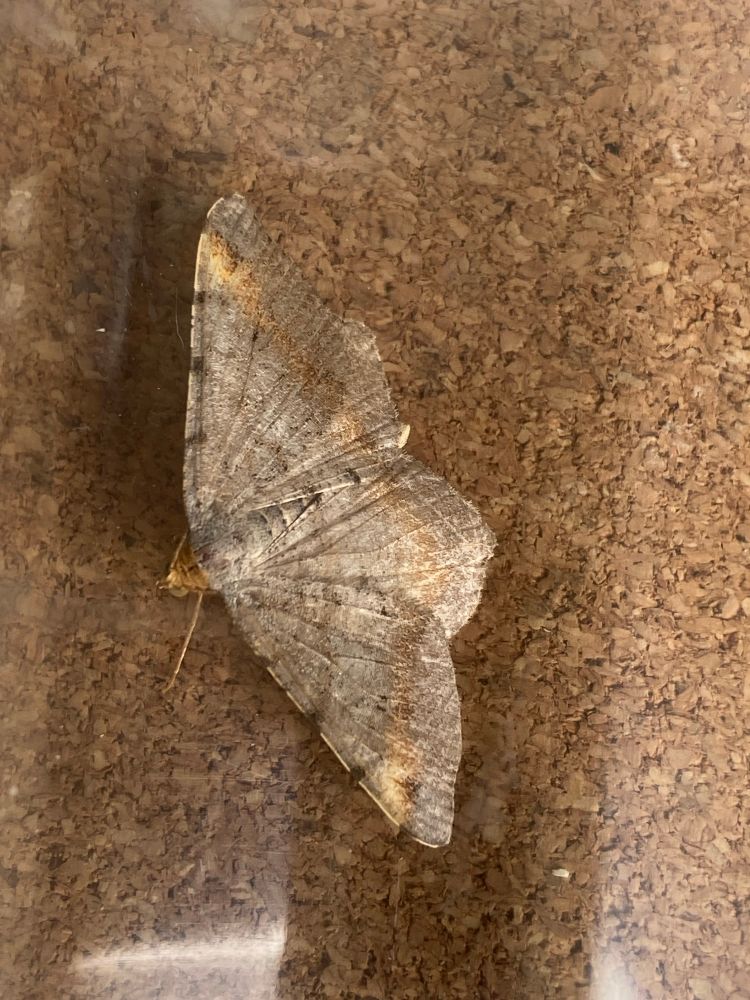 Tawny barred angle