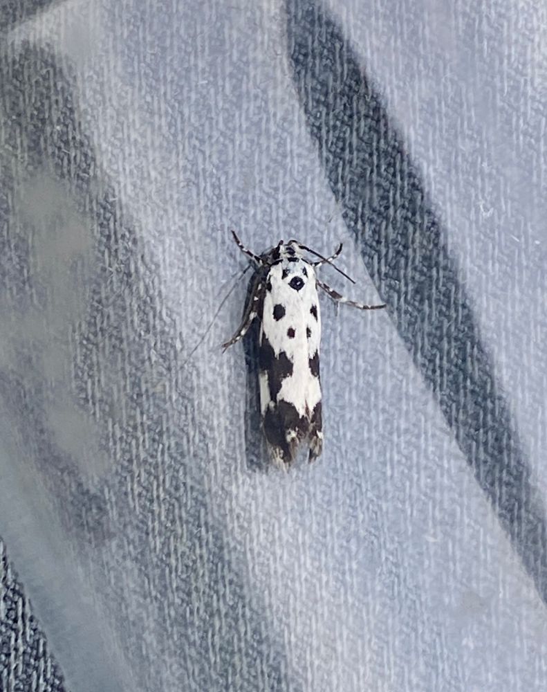 Ethmia Quadrillella 