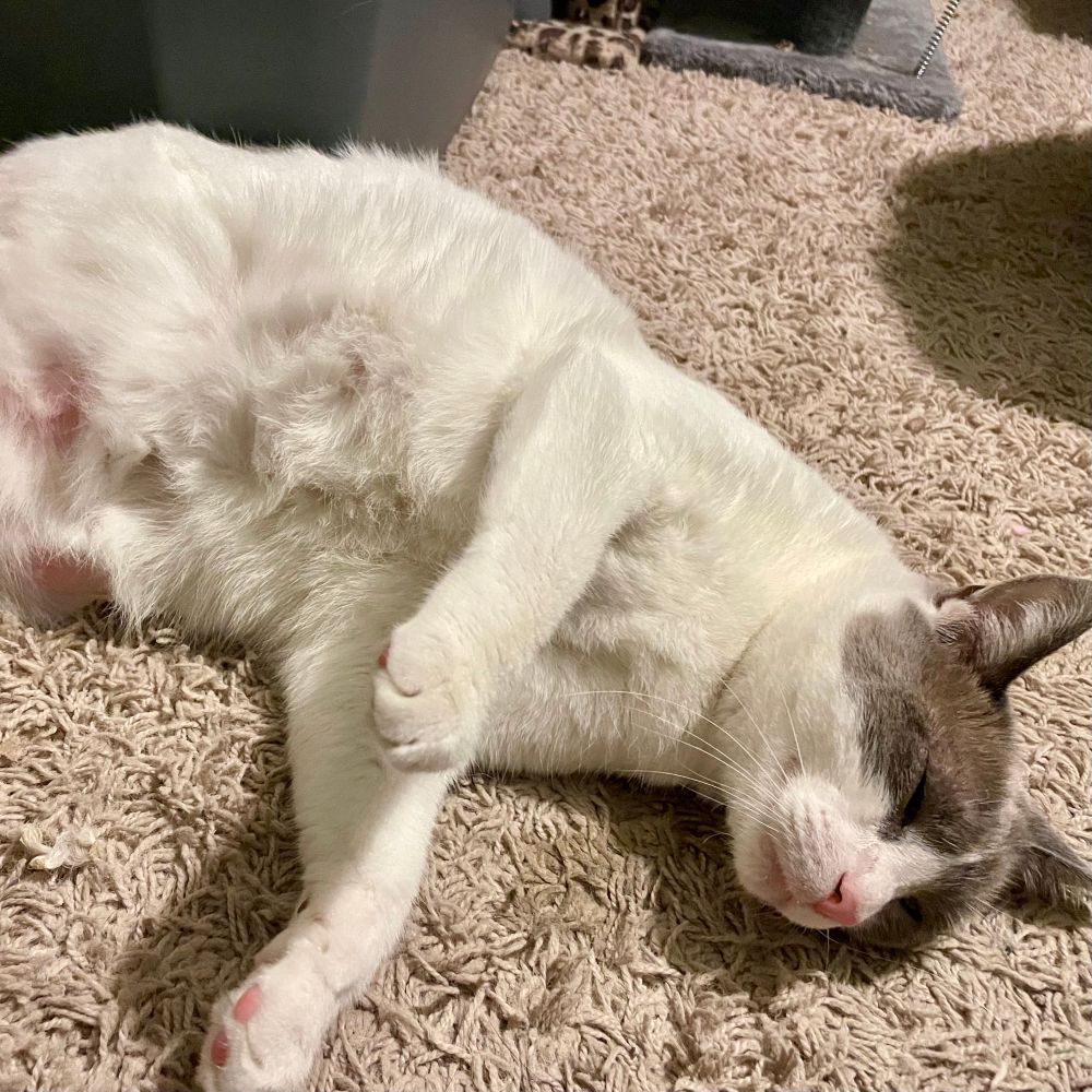 A white Siamese-mix lies on shaggy beige carpet. Her eyes are closed. Her nose and toe beans are very pink. 