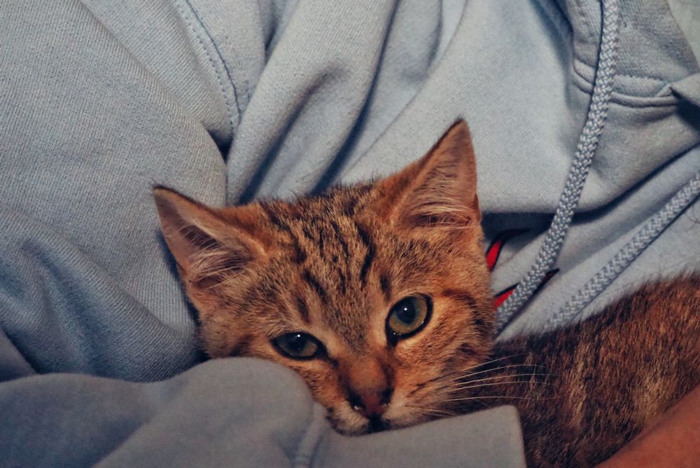 a photo of my kitten being hold by my best friend. she's orange looking at the camera