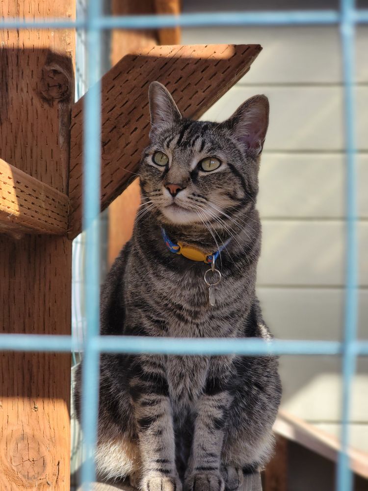 yet another photo of buster, a black/tan classic tabby cat, sitting on a low platform. here he is looking serenely at some birds off-screen