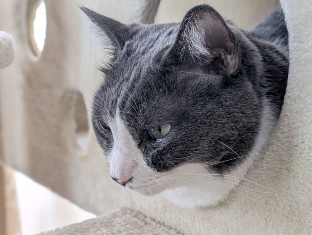 白黒ハチワレ猫がキャットタワーのボックスのお丸い穴から顔を出してくつろいでいる姿、顔のあたりのアップ。少し目線を下に向けている。