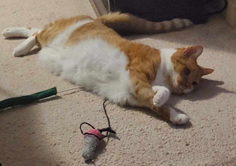 An orange cat laying on the floor in a silly way