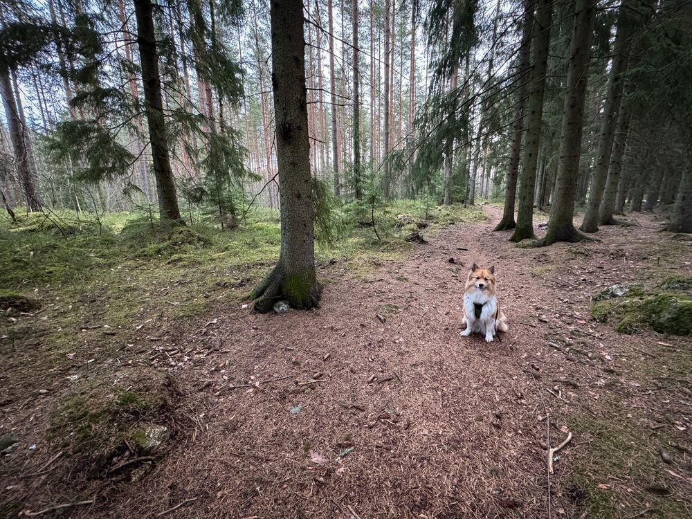 Koira istuu metsäpolulla ja katsoo kuvaajaa. Keväisessä metsässä ei ole enää juurikaan lunta. 