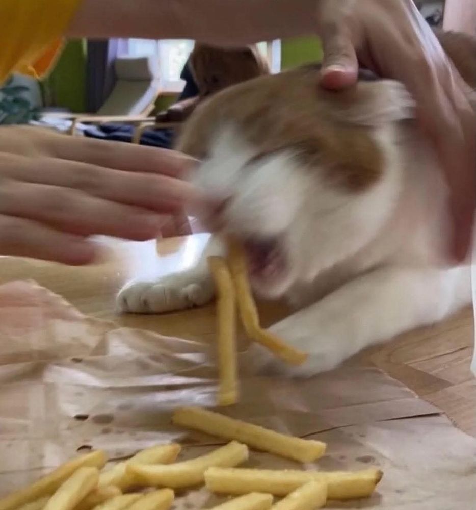 Blurry photo of a cat trying to quickly eat some fries, while hands are trying to push the cat away. 
