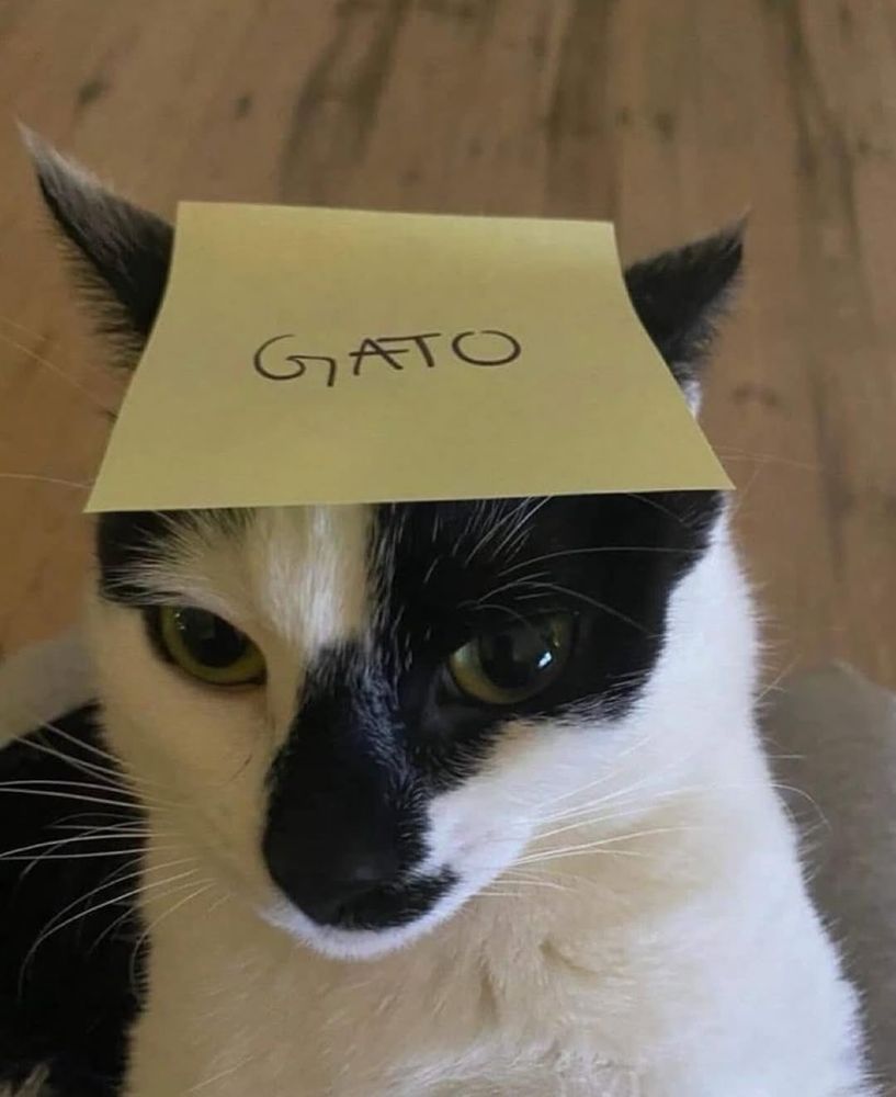 Photo of a black and white cat with a yellow sticky note on it's head that says "gato."