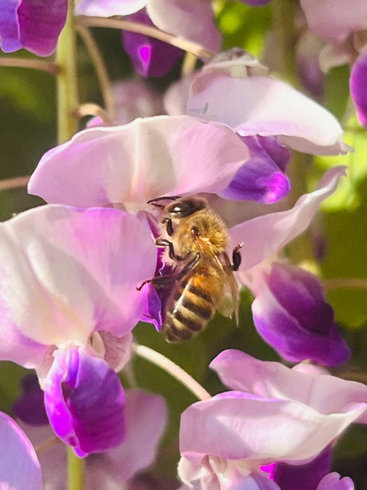 A bee on a wisteria flowers