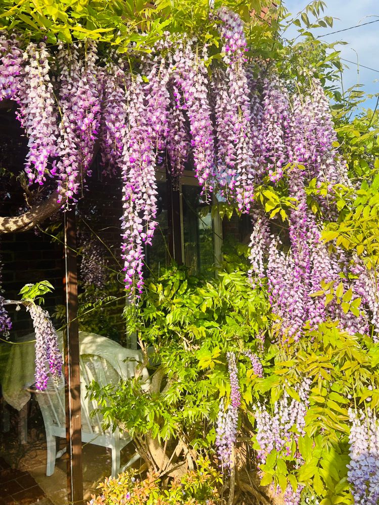 Purple wisteria flowers in full bloom 