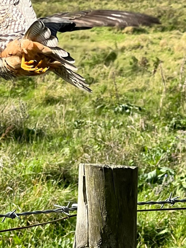 Hobby flying off