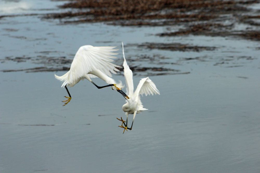 A pair of male snowy egrets spar with each other in flight over a saltwater marsh. The birds are white with black legs and bills. 