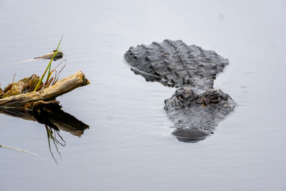 A large alligator rests in water alongside a limb poking up from the pond’s surface. The surface of the water is calm and smooth. 