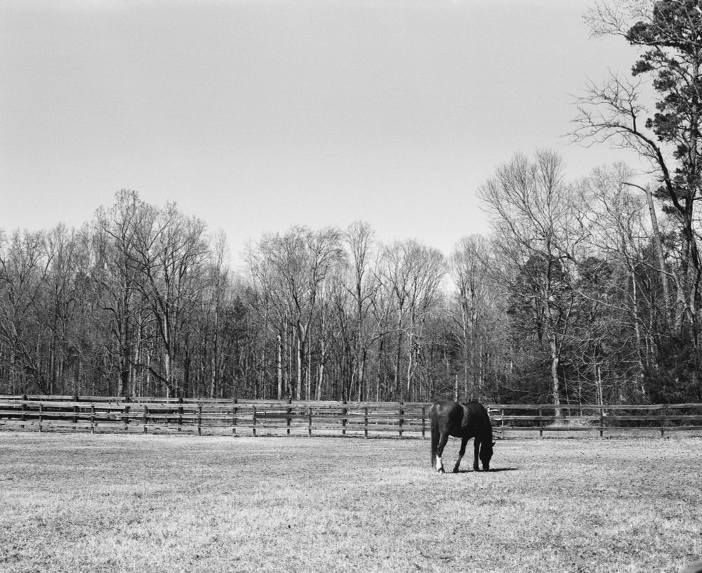 A black and white photograph of a horse grazing in a fenced pasture  with trees beyond the fence.