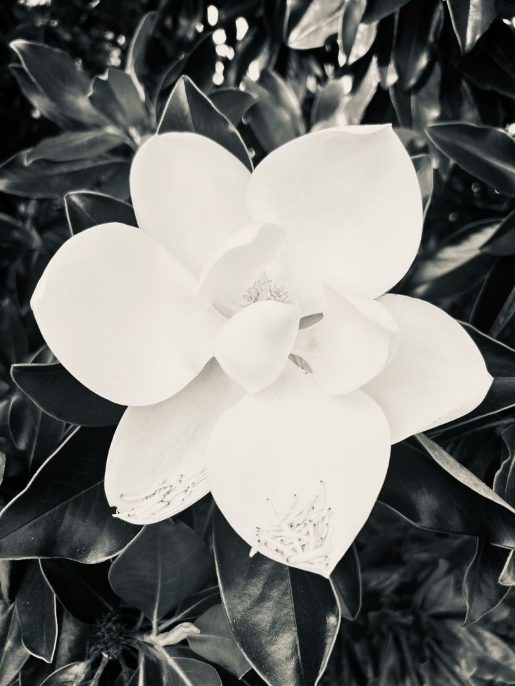 A black and white close up of a magnolia tree blossom. 