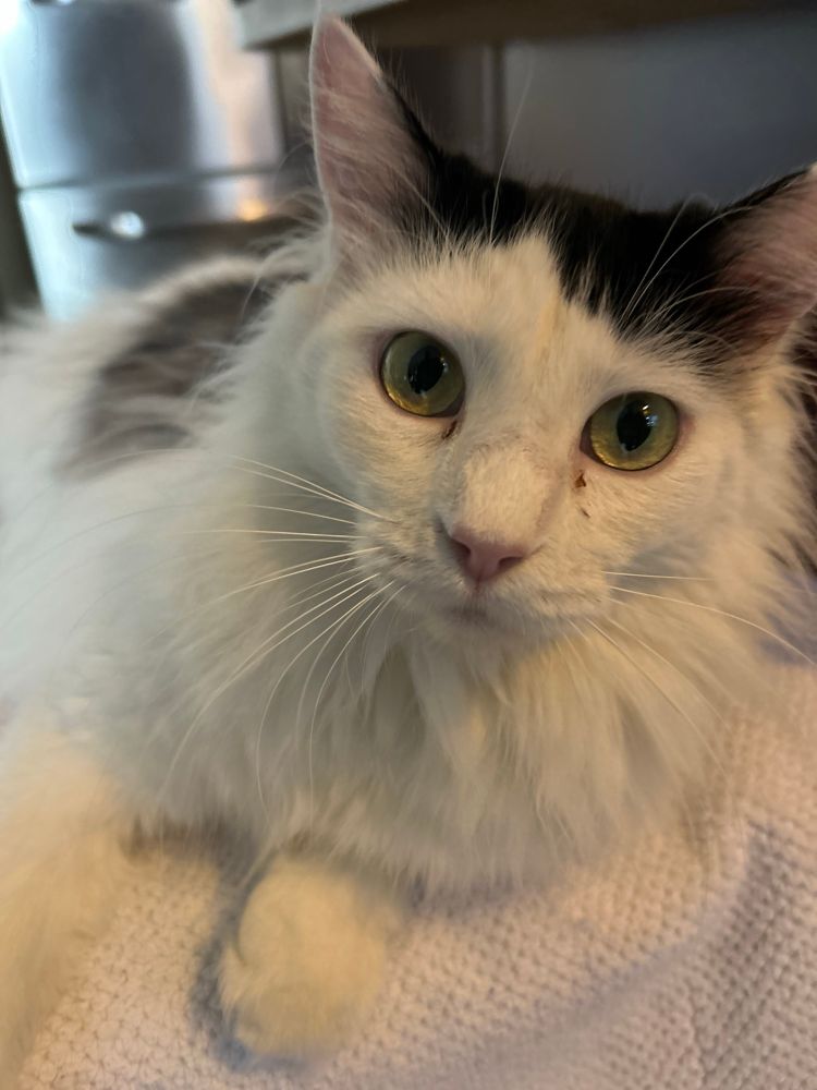 A very sweet, long-haired, black and white cat looks directly into the camera, her head cocked slightly.